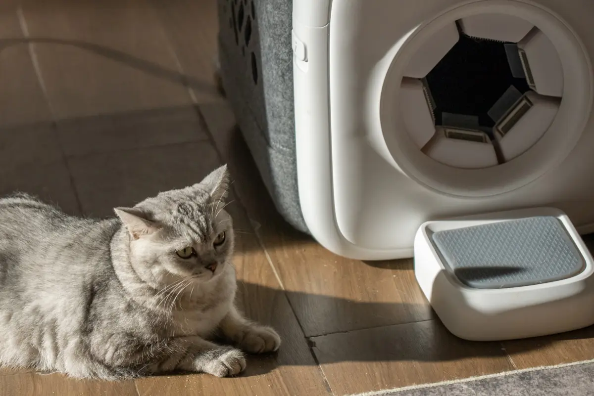 고양이 행동 패턴