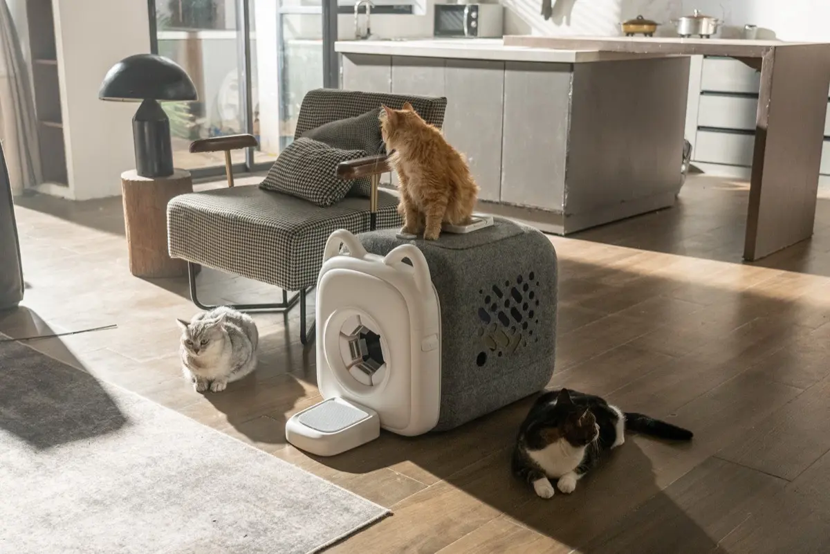 전 세계 다양한 고양이가 PawSwing을 사용하는 모습