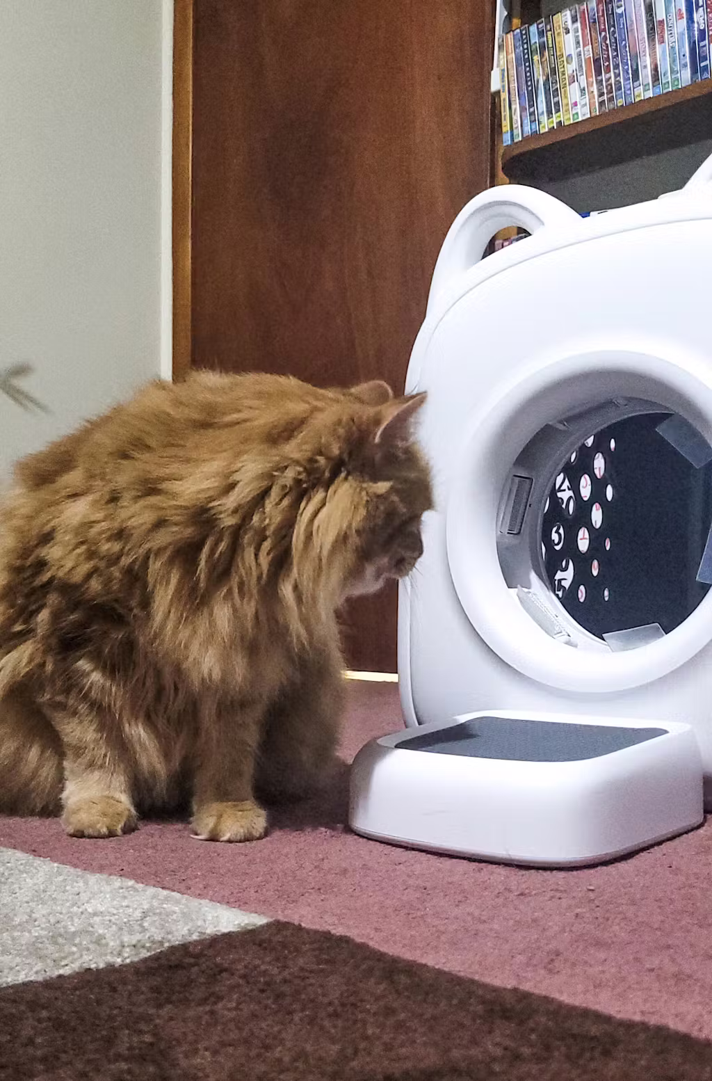 두 마리 고양이와 PawSwing