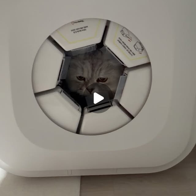 집에 장모냥이들이 많다보니 털 관리가 집사의 일과 중 하나거든요 ◡̈